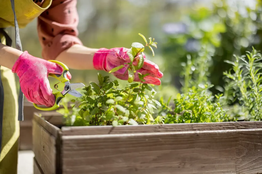 Service jardinage à CHATEAU-GONTIER-SUR-MAYENNE